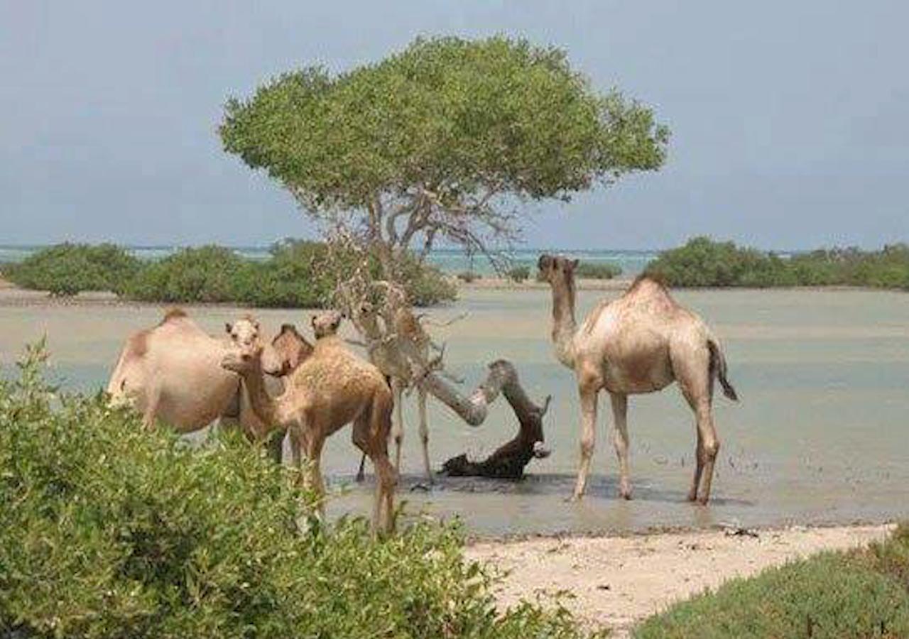 Ambassador House Marsa Alam 아파트 외부 사진