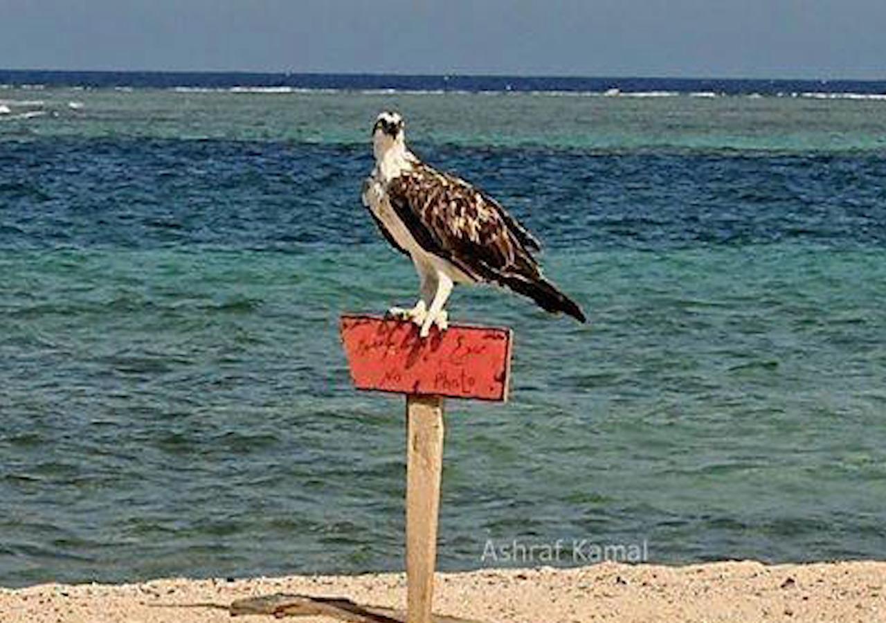 Ambassador House Marsa Alam 아파트 외부 사진